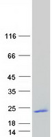 FGF1（NM_000800）Human Recombinant Protein人重组蛋白