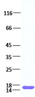 FGF1 (NM_000800) Human Recombinant Protein人重组蛋白  TP750001